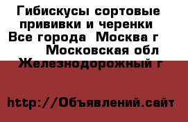 Гибискусы сортовые, прививки и черенки - Все города, Москва г.  »    . Московская обл.,Железнодорожный г.